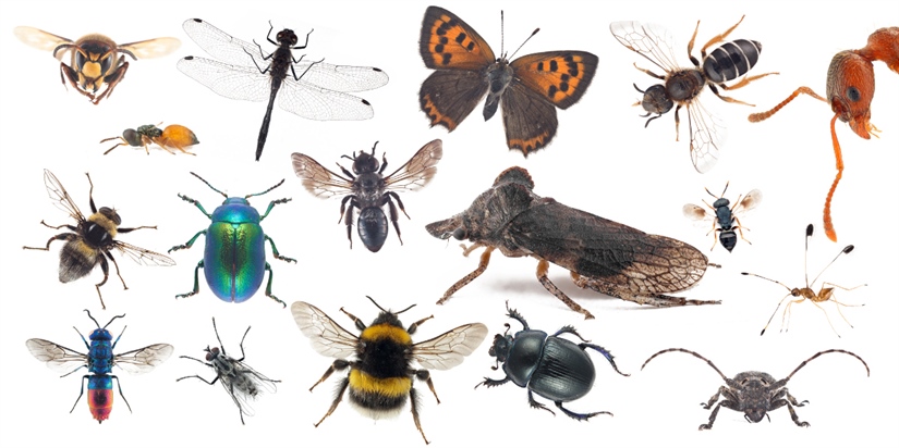 Anbefaler nasjonal overvåking av insekter